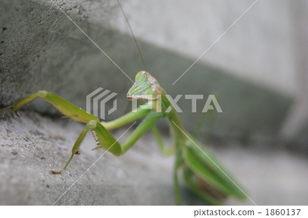 先生 先生 1860137