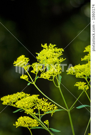 Flower of the seven herbs of autumn 1860174