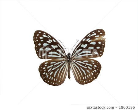 琉球淺木斑 琉球淺木斑 1860196