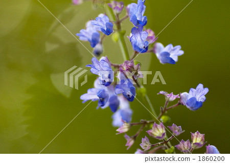 附子 附子 1860200