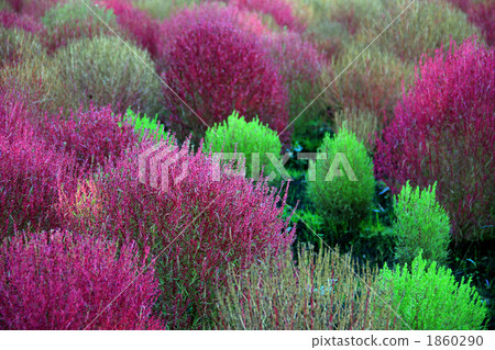 Kokia（Hokugusa） 1860290