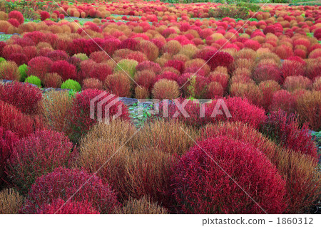 Kokia (Hokugusa) 1860312