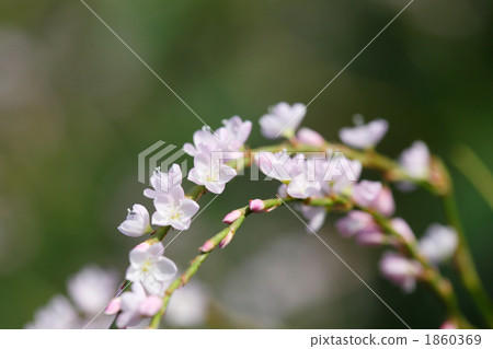 Pretty Sakura Tower 1860369