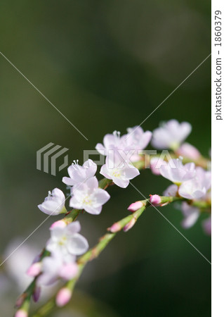 漂亮的櫻花塔 1860379
