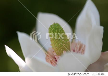 Receive blooming Oyama Renka Receive blooming Oyama Renka 1860380
