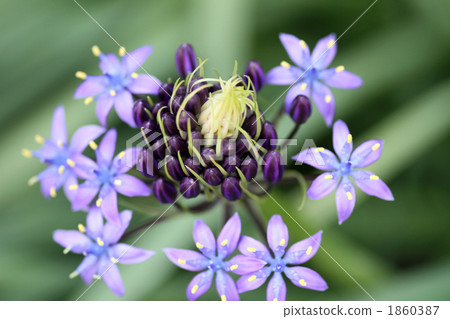 席勒·佩爾比亞納（Schiller Perbiana） 1860387