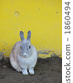 rabbit, chinese zodiac, sexagenary cycle 1860494