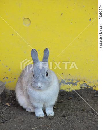 rabbit, chinese zodiac, sexagenary cycle 1860494