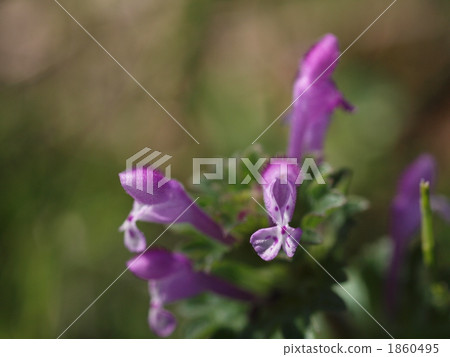 Lamium amplexicaule 1860495