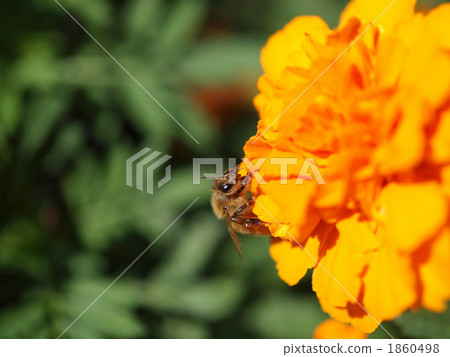 蜜蜂 蜜蜂 1860498