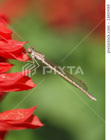 Otsunentonbo 1860499