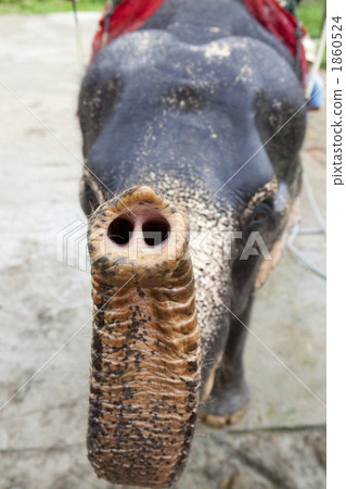 Elephant trekking Elephant trekking 1860524