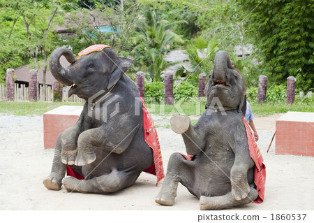Elephant Show 1860537