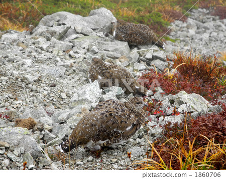 Thunder bird 1860706