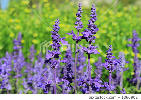 Blue salvia 1860902