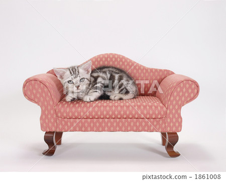 Kittens on the sofa 1861008