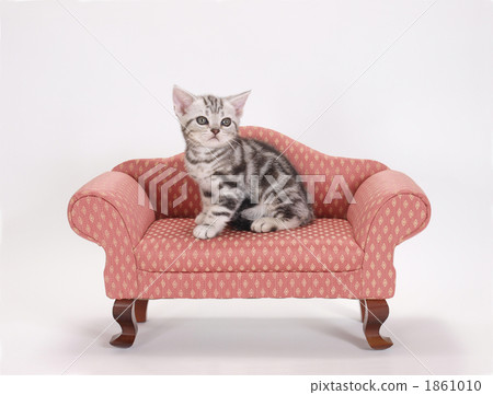 Kittens on the sofa 1861010