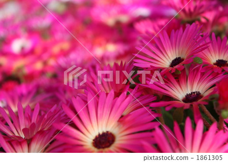  Flower garden 1861305