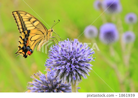 燕尾蝶 燕尾蝶 1861939