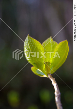 Spring Bud 1861993