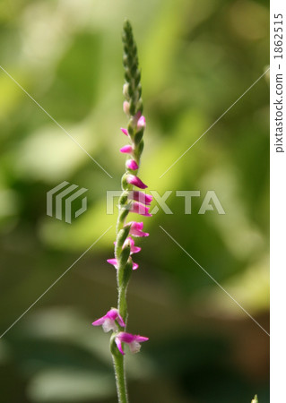 screw flower, botanic, botanical 1862515