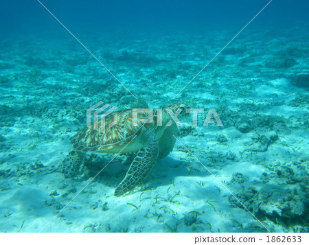 underwater photograph, white sand, blue ocean 1862633