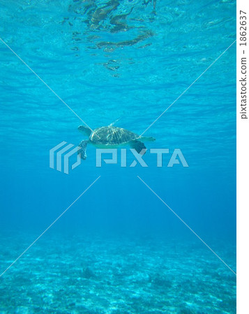 sea turtle, green sea turtle, chelonia mydas 1862637