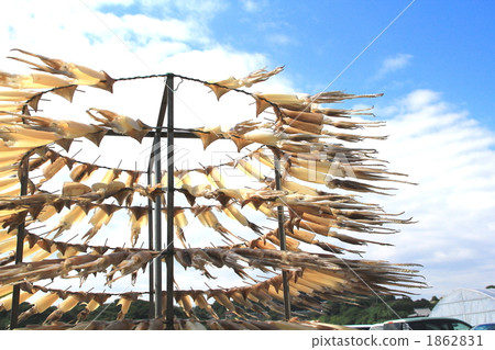Karatsu squid sun-dried squid 1862831