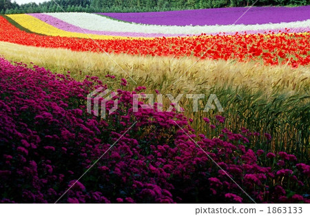 花朵 花 花卉 1863133