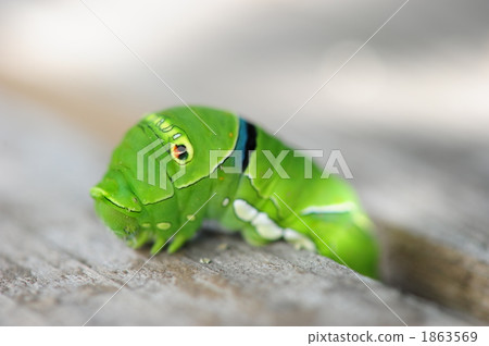 A swallowtail butterfly larva 1863569