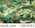 murasaki shikibu, japanese beautyberry, purple colored fruit 1863943