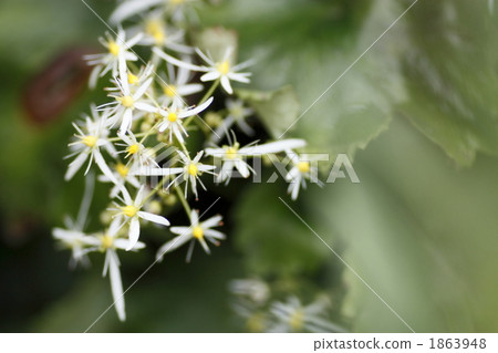 大寫字母草 1863948