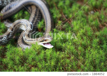 淺黃色的蛇 大毒蛇 爬行動物 1864052