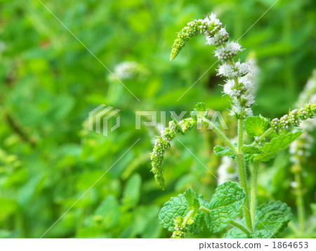 Flowers of Malverna 1864653