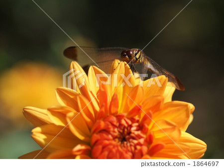 Dragonfly and Dahlia _ 2 Dragonfly and Dahlia _ 2 1864697