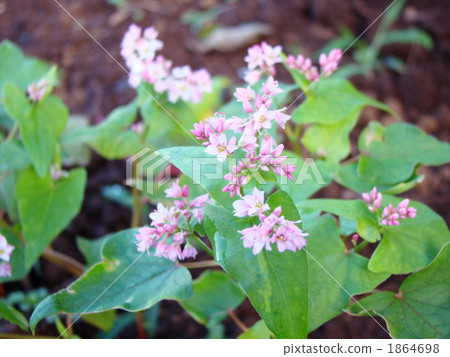 Red buckwheat flowers Red buckwheat flowers 1864698