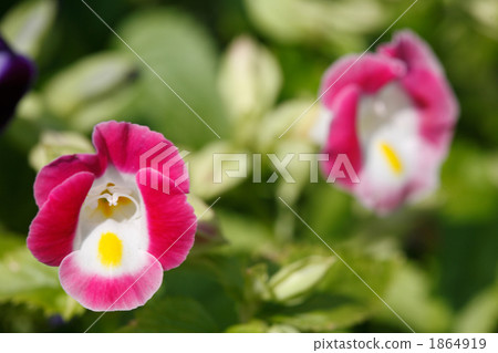 Pink torenia Pink torenia 1864919