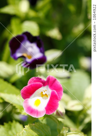 粉紅色和Murasaki Torenia 粉紅色和Murasaki Torenia 1864922
