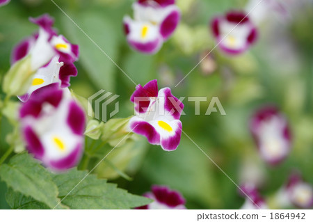 紫色Torenia 1864942