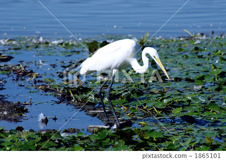 Daisuke aiming at 1865101