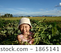 Edamame beans were harvested 1 1865141