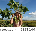 Green soybean harvested 2 1865146