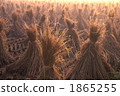 straw, rural districts, industry 1865255