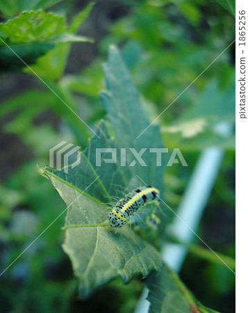 Larva of Phalaenopsis Larva of Phalaenopsis 1865256