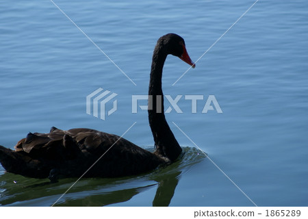 Black swam slowly swims Black swam slowly swims 1865289