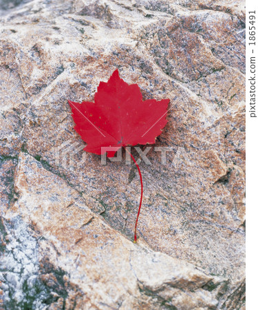 槭樹紅色葉子 1865491