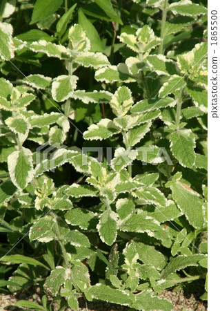 菠蘿薄荷 1865500