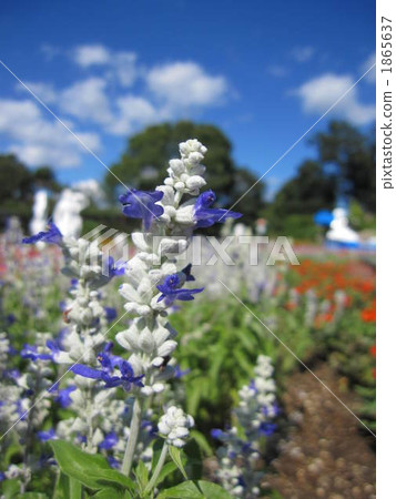 Salvia Farinassea Strata Salvia Farinassea Strata 1865637