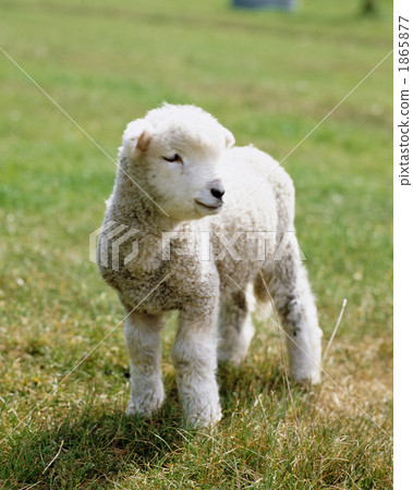一隻小羊 1865877