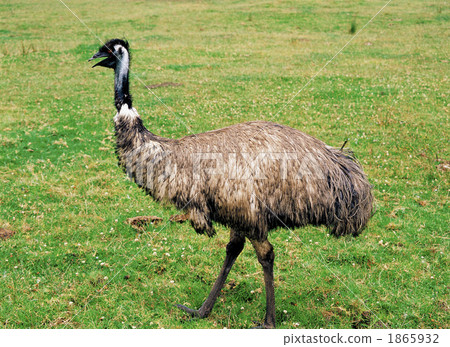 avian emu birds